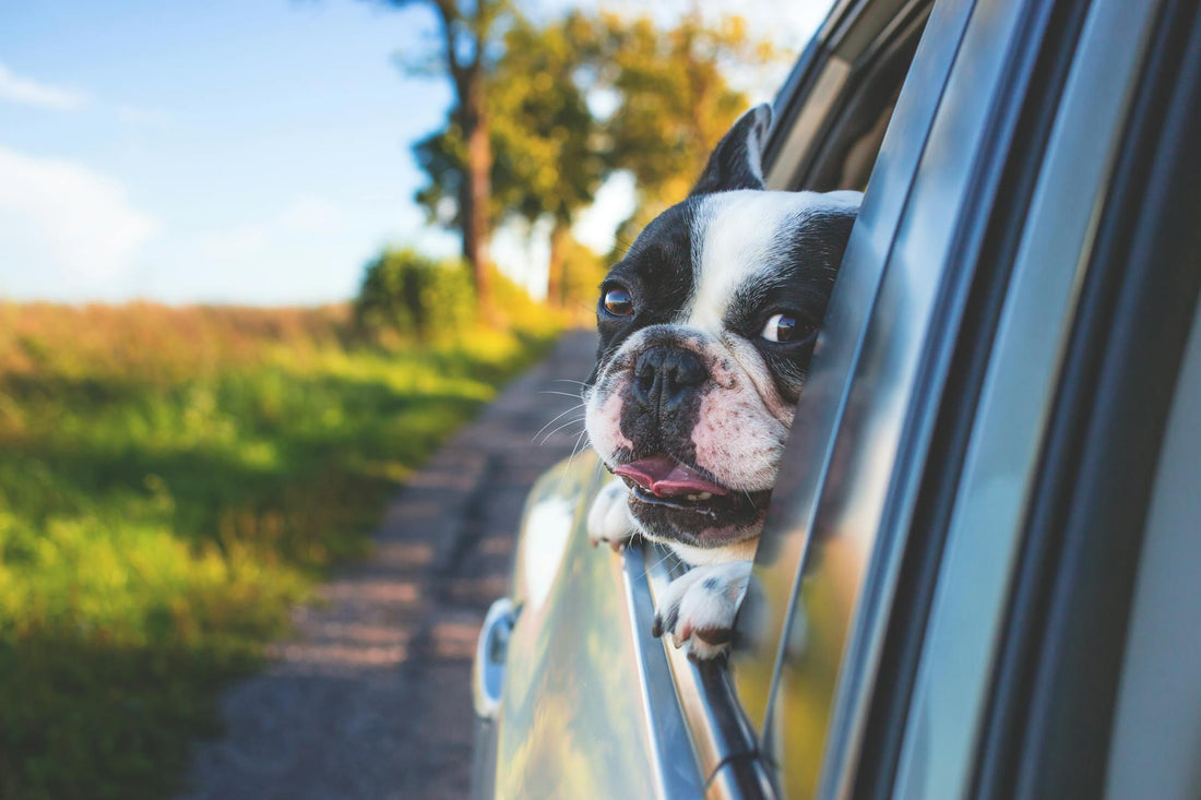 Traveling With Your Pet Made Easy: What You Actually Need