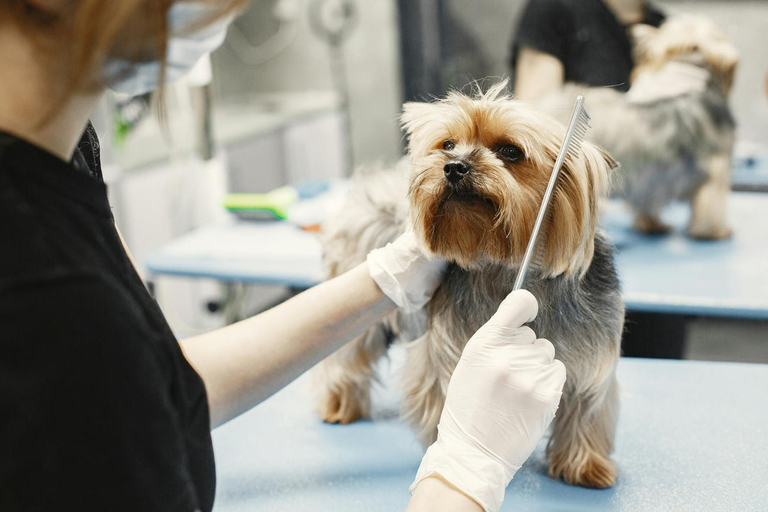 Daily Pet Care Routine That Keeps Your Dog or Cat Happy and Healthy