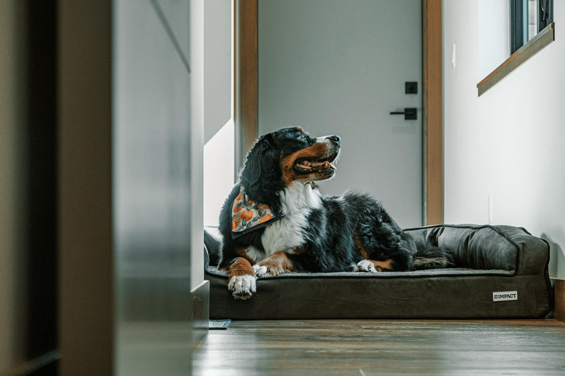 How to Create a Calm, Comfortable Space for Your Pet at Home