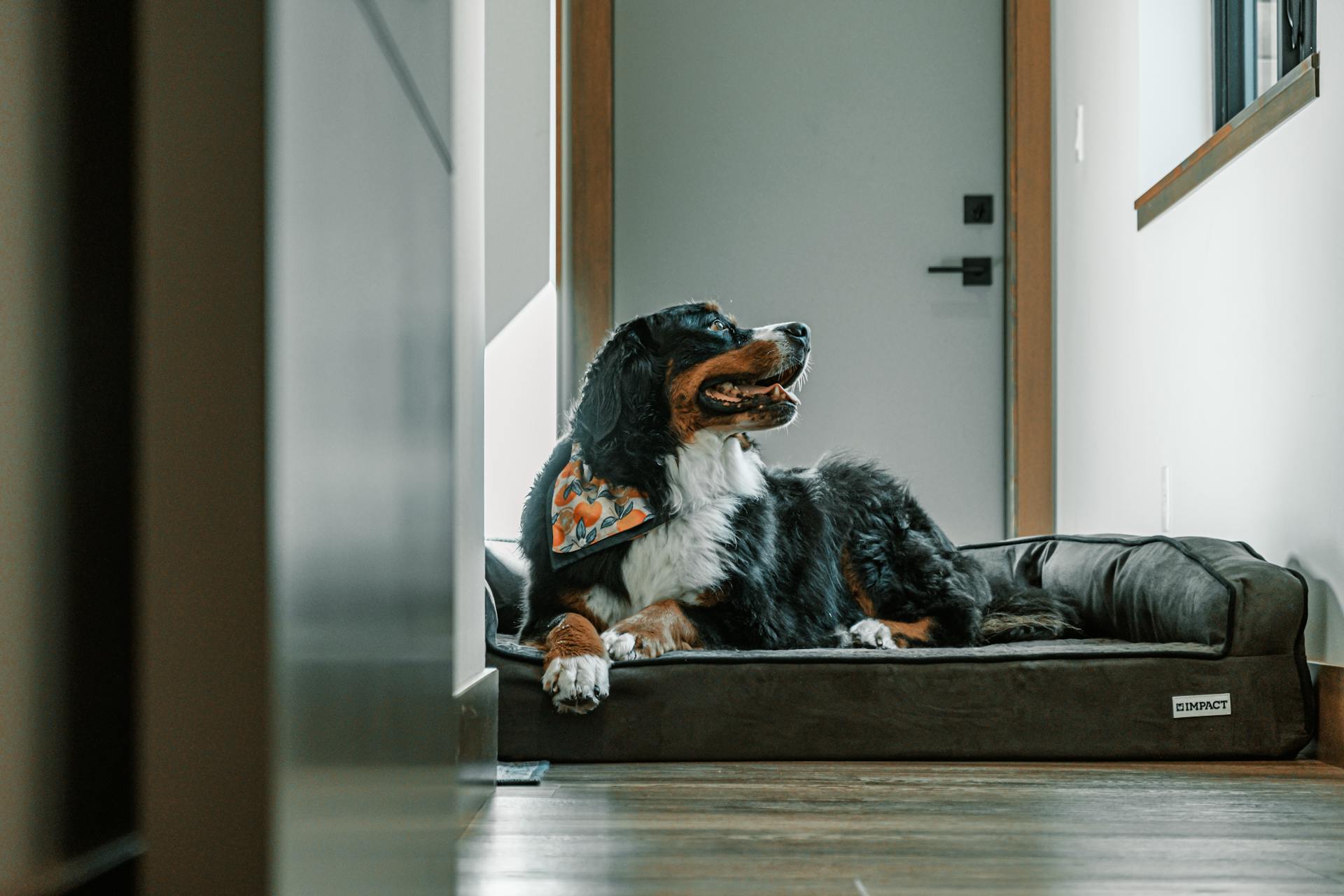 How to Create a Calm, Comfortable Space for Your Pet at Home