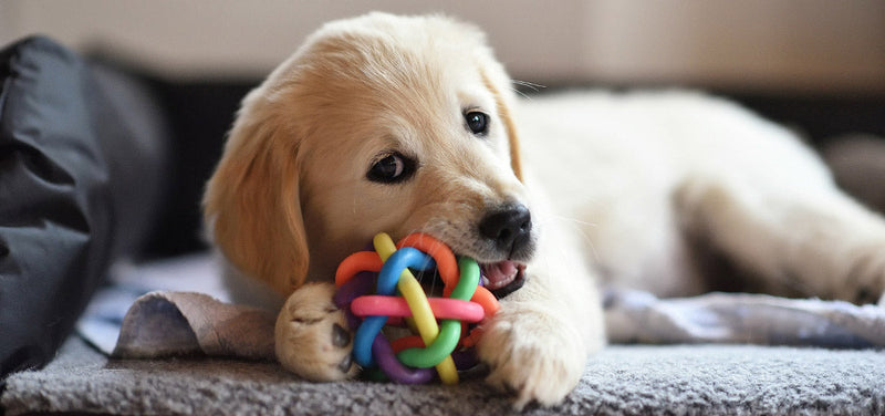 Pet Toys